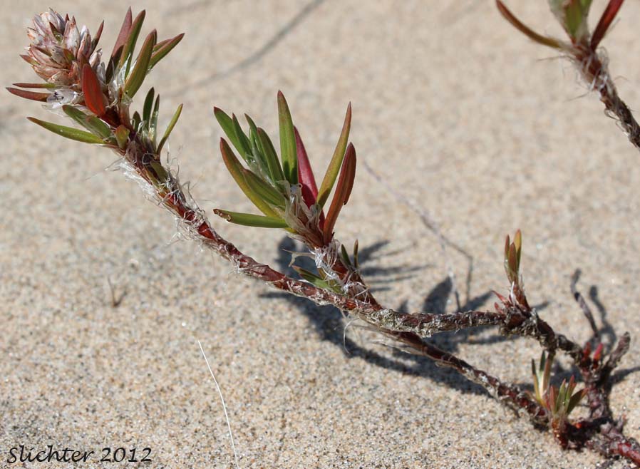 Black Knotweed, Beach Knotweed, Nailwort Knotweed: Polygonum paronychia