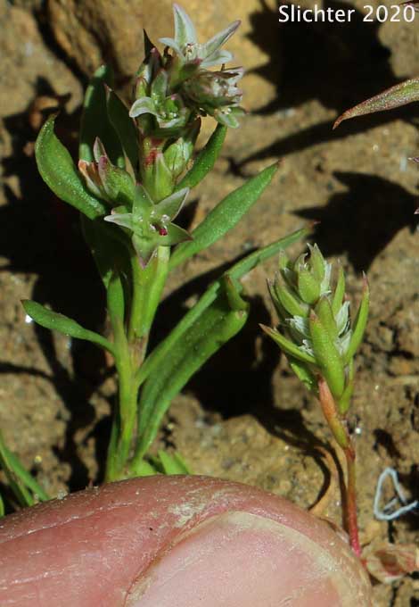 Shasta Knotweed: Polygonum shastense