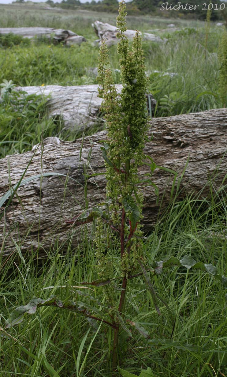 Curly Dock, Sour Dock: Rumex crispus (Synonyms: Lapathum crispum, Rumex crispus)