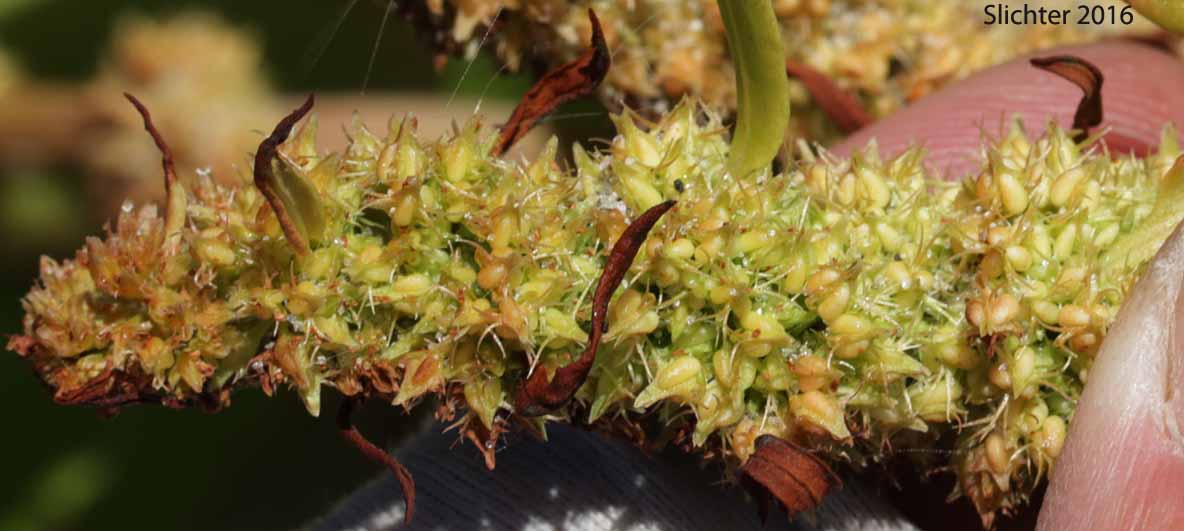 Seashore Dock, Yellow Dock: Rumex persicarioides