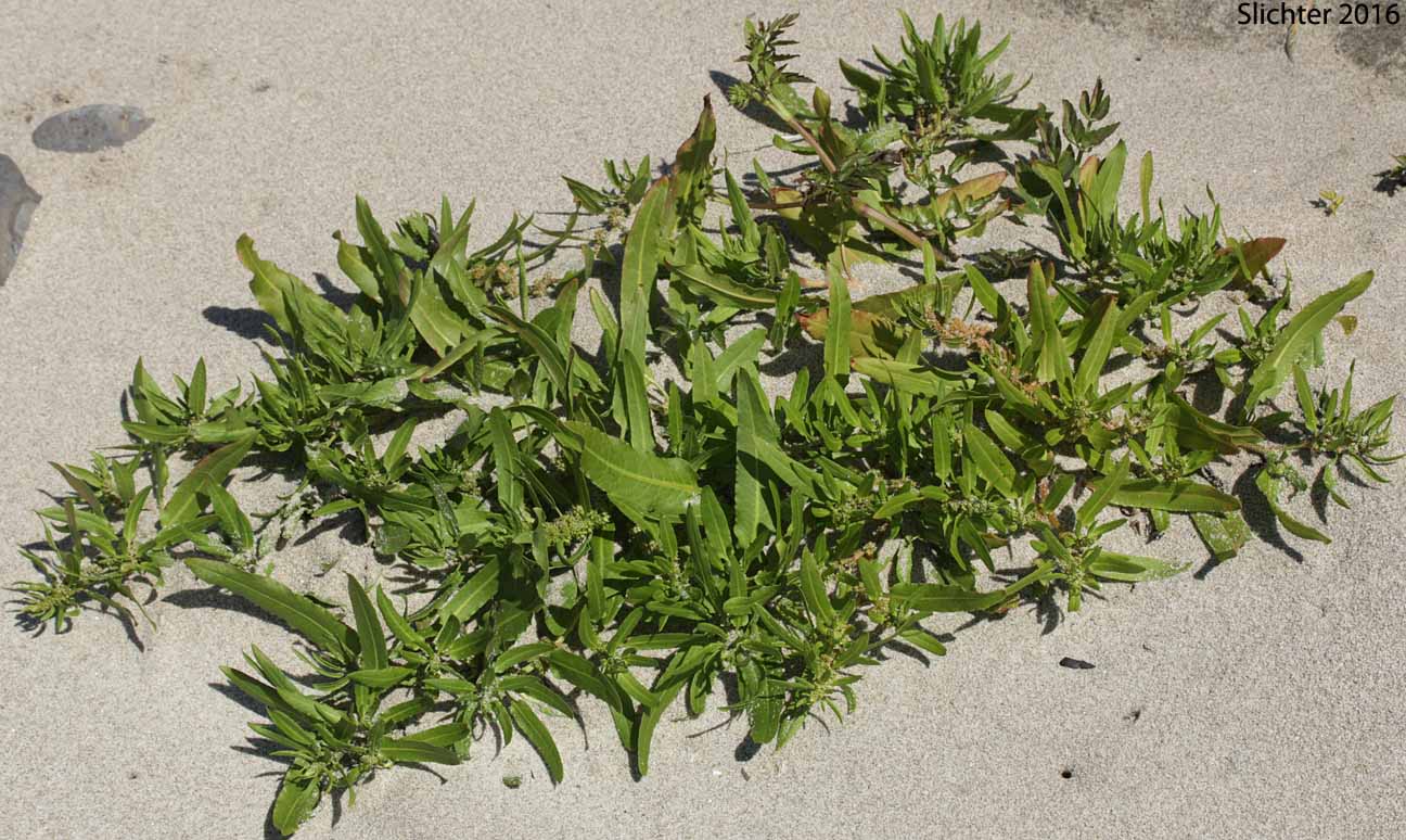 Seashore Dock, Yellow Dock: Rumex persicarioides