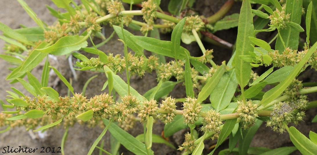 Seashore Dock, Yellow Dock: Rumex persicarioides