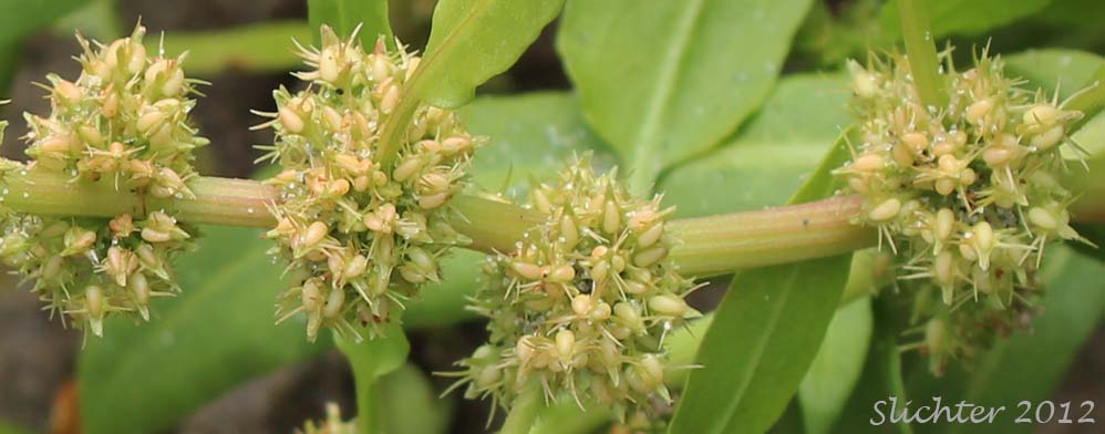 Closeup of the developing achenes of Seashore Dock, Yellow Dock: Rumex persicarioides