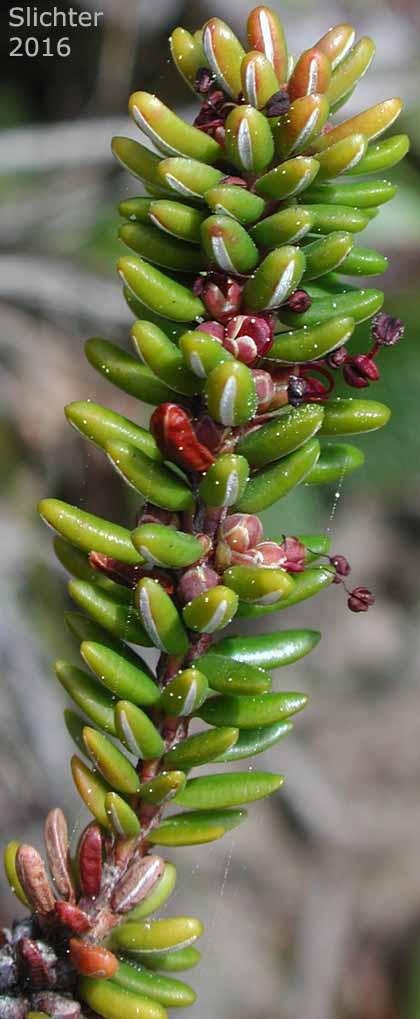 Black Crowberry, Curlew Berry, Moss Berry: Empetrum nigrum (Synonyms: Empetrum eamesii ssp. hermaphroditum, Empetrum hermaphroditum, Empetrum nigrum ssp. hermaphroditum, Empetrum nigrum var. hermaphroditum)