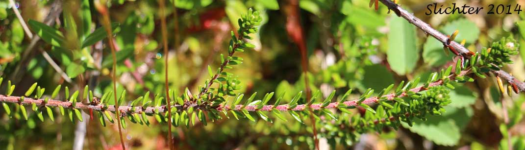Black Crowberry, Curlew Berry, Moss Berry: Empetrum nigrum (Synonyms: Empetrum eamesii ssp. hermaphroditum, Empetrum hermaphroditum, Empetrum nigrum ssp. hermaphroditum, Empetrum nigrum var. hermaphroditum)