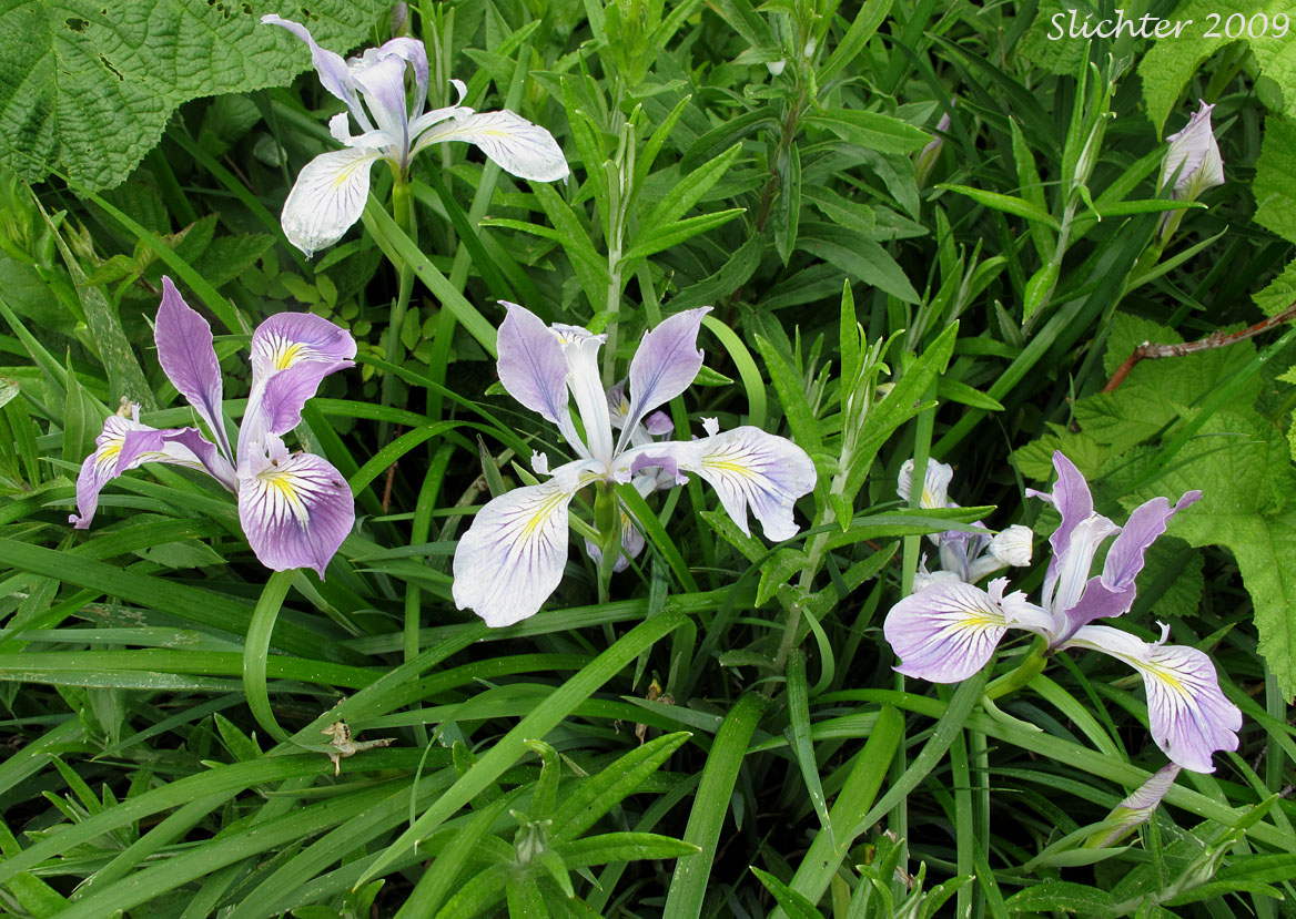 Oregon Flag: Iris tenax