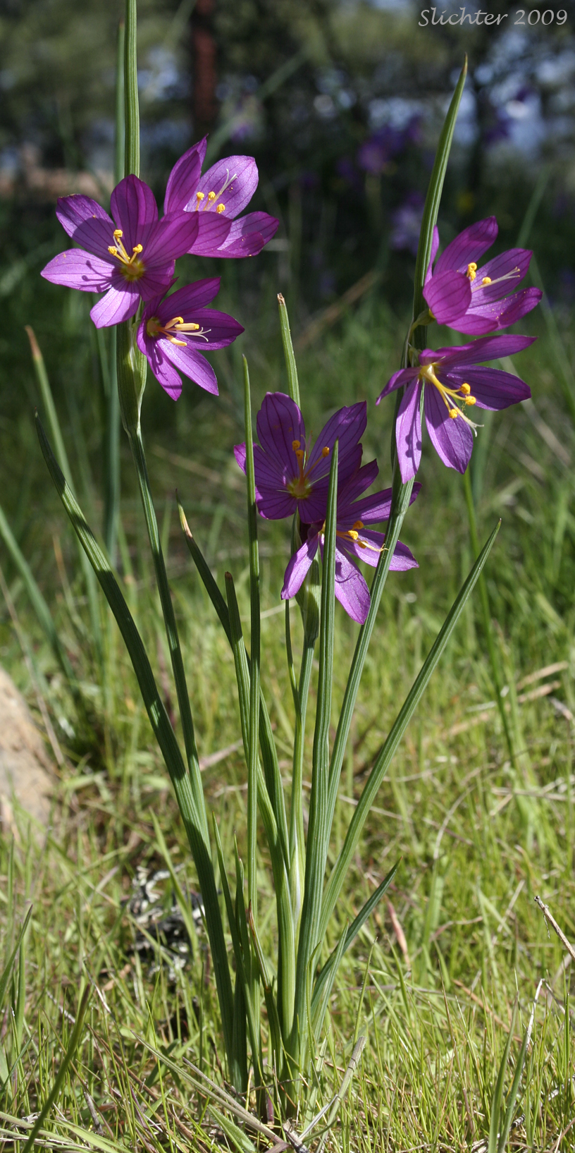 Grass Widows, Douglas' Grass-widow, Purple-eyed Grass: Olsynium douglasii var. douglasii (Synonyms: Sisyrinchium douglasii ssp. douglasii, Sisyrinchium douglasii var. douglasii)