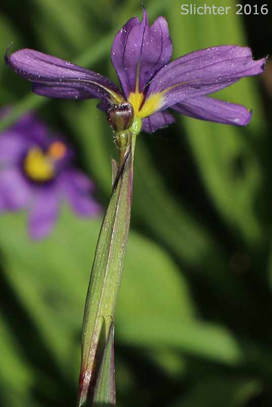 California Blue-eyed Grass, Beautiful Blue-eyed Grass: Sisyrinchium bellum (Synonyms: Sisyrinchium angustifolium, Sisyrinchium idahoense var. segetum)