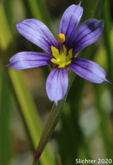 California Blue-eyed Grass, Beautiful Blue-eyed Grass: Sisyrinchium bellum (Synonyms: Sisyrinchium angustifolium, Sisyrinchium idahoense var. segetum)