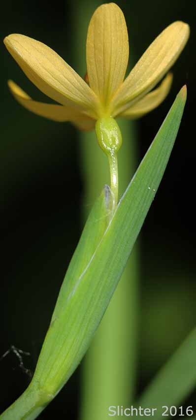 Golden-eyed Grass, Golden Blue-eyed Grass: Sisyrinchium californicum (Synonyms: Hydastylus brachypus, Hydastylus californicus, Sisyrinchium boreale, Sisyrinchium brachypus, Sisyrinchium flavidum, Sisyrinchium lineatum)