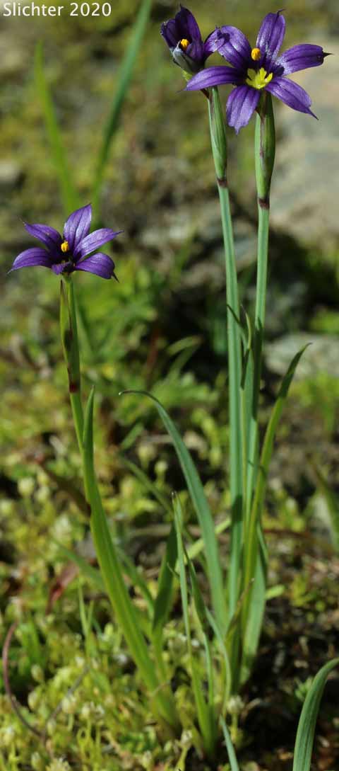 Blue-eyed Grass, Blue Star, Eye-bright: Sisyrinchium idahoense var. idahoense (Synonym: Sisyrinchium angustifolium)