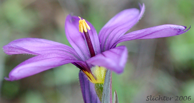 Western Blue-eyed Grass: Sisyrinchium idahoense var. occidentale (Synonym: Sisyrinchium angustifolium)