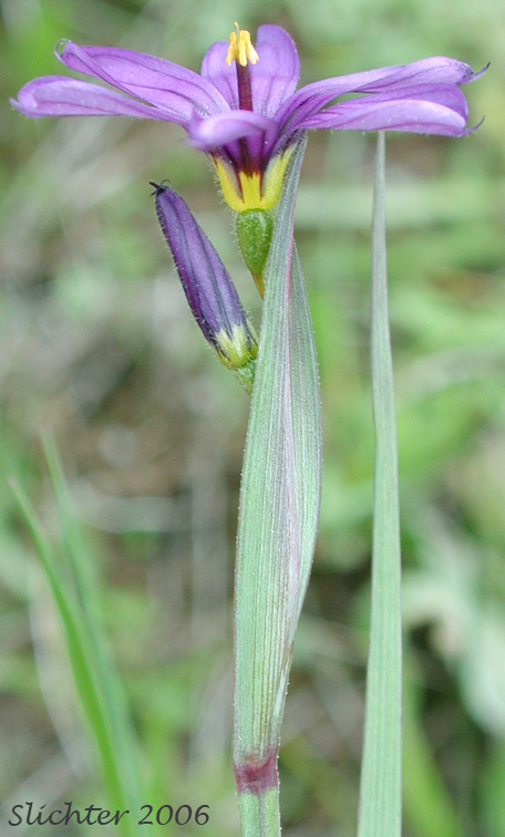 Western Blue-eyed Grass: Sisyrinchium idahoense var. occidentale (Synonym: Sisyrinchium angustifolium)