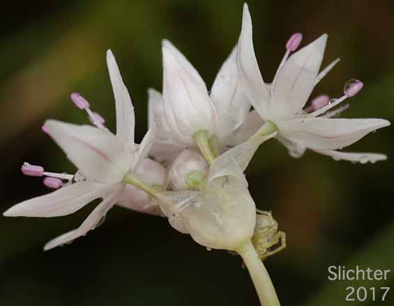 Inflorescence of Slim-leaf Onion, Narrow-leaf Onion: Allium amplectens (Synonym: Allium serratum)