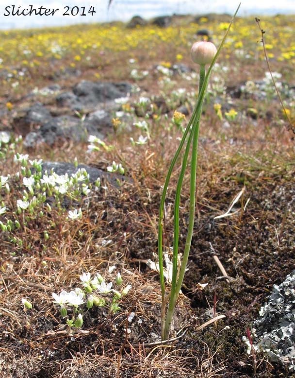 Slim-leaf Onion, Narrow-leaf Onion: Allium amplectens (Synonym: Allium serratum)