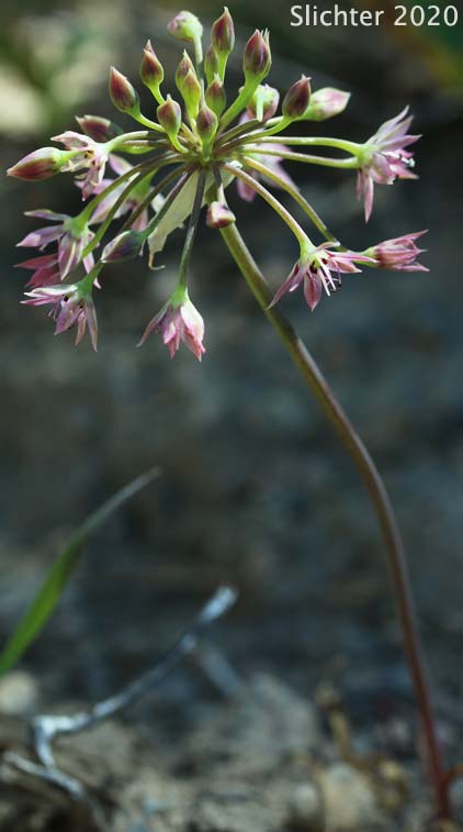 Sierra Onion, Dusky Onion, Rosy Sierra Onion: Allium campanulatum