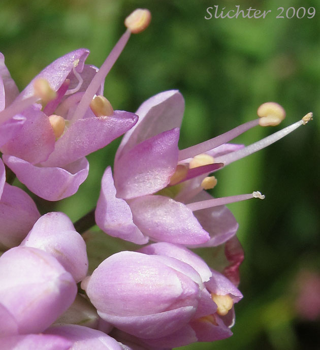 Flowers of Nodding Onion: Allium cernuum