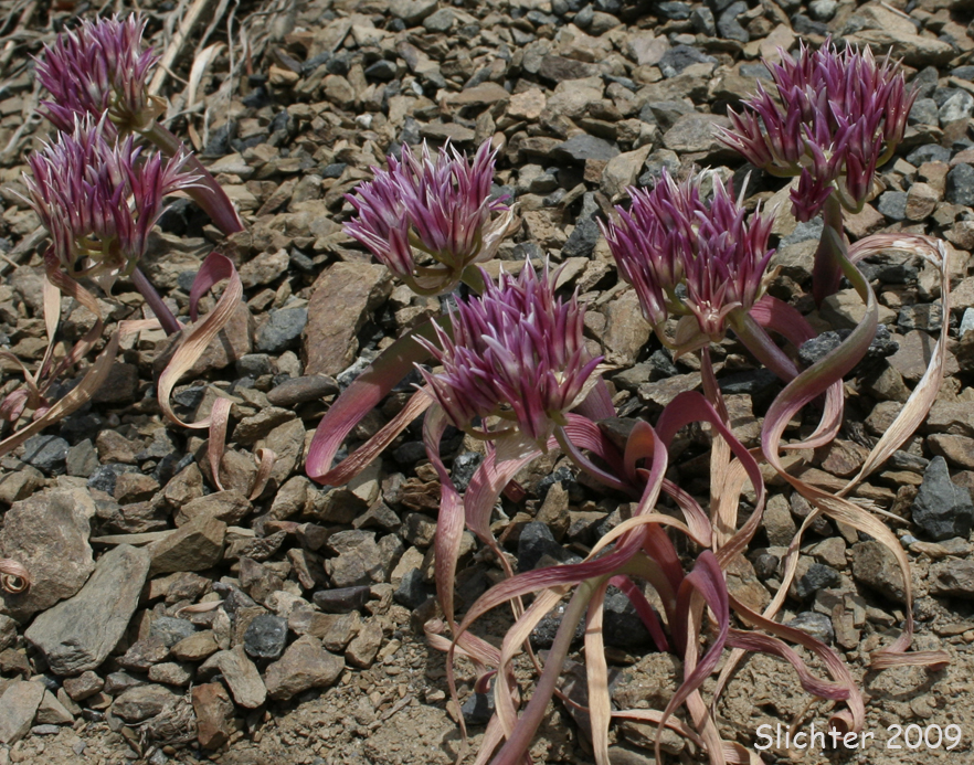Scalloped Onion, Olympic Onion: Allium crenulatum