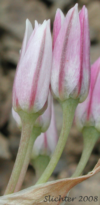 Scalloped Onion, Olympic Onion: Allium crenulatum