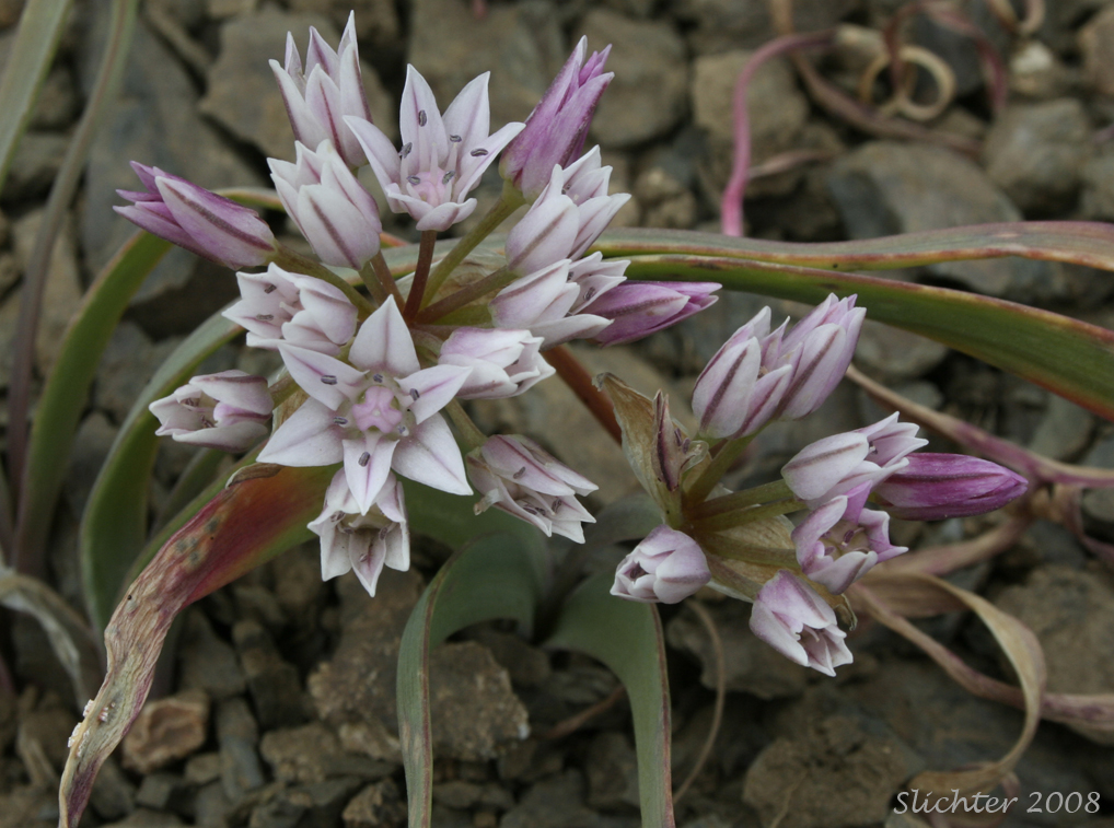Scalloped Onion, Olympic Onion: Allium crenulatum