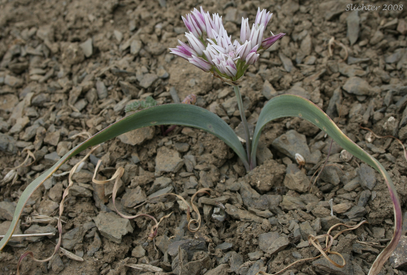 Scalloped Onion, Olympic Onion: Allium crenulatum