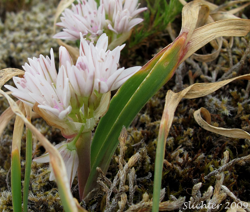 Scalloped Onion, Olympic Onion: Allium crenulatum