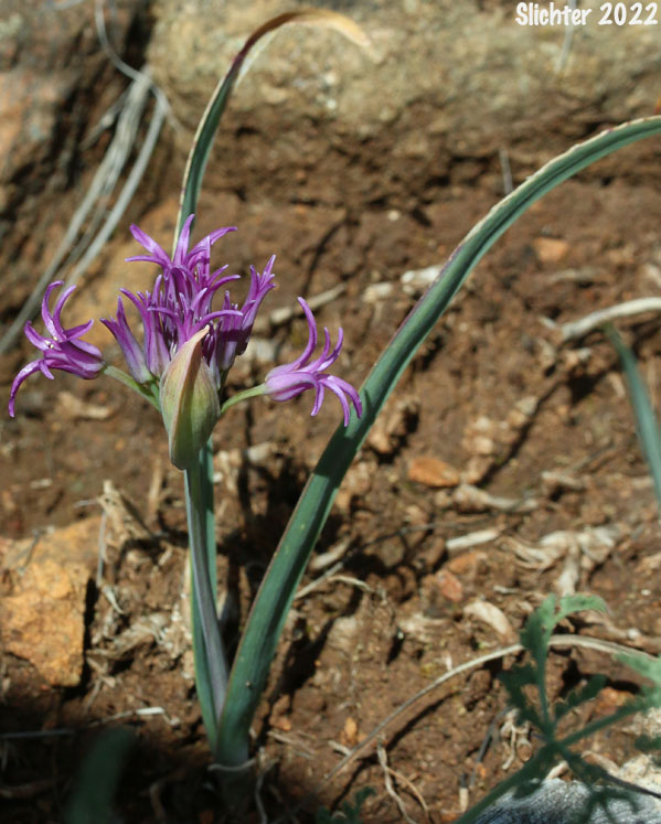 Sickle-leaved Onion: Allium falcifolium