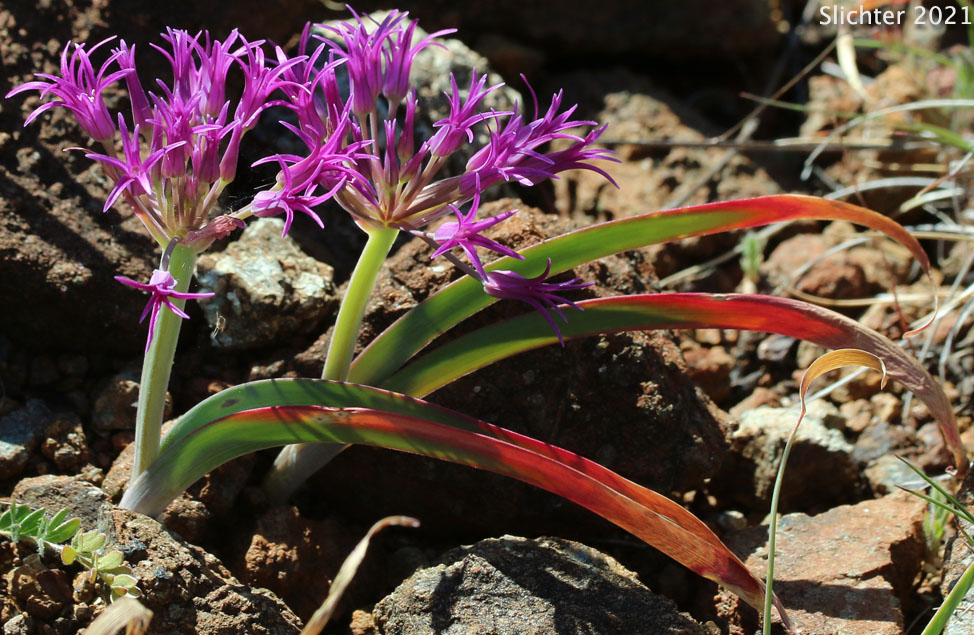 Sickle-leaved Onion: Allium falcifolium