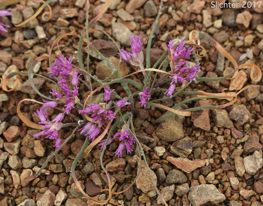Sickle-leaved Onion: Allium falcifolium