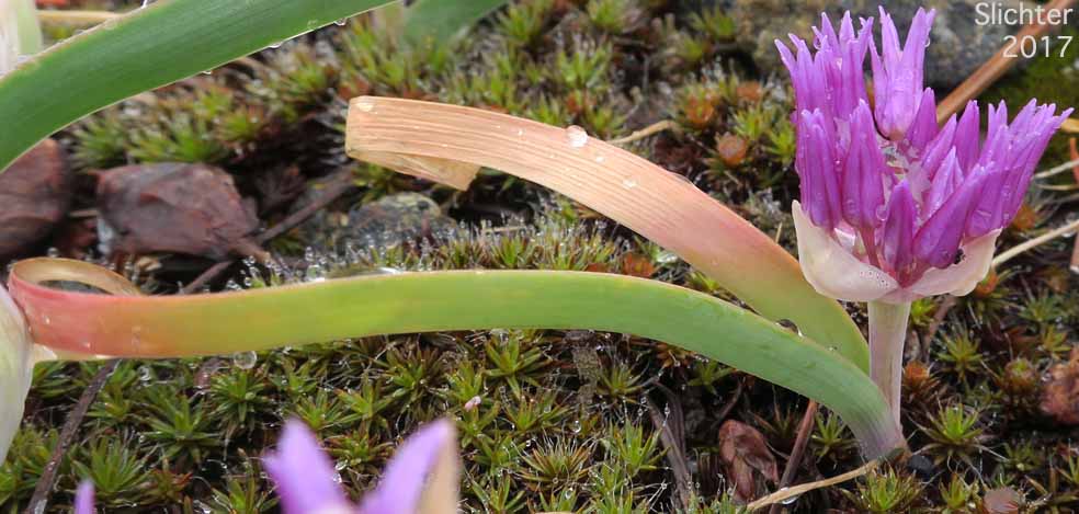 Sickle-leaved Onion: Allium falcifolium
