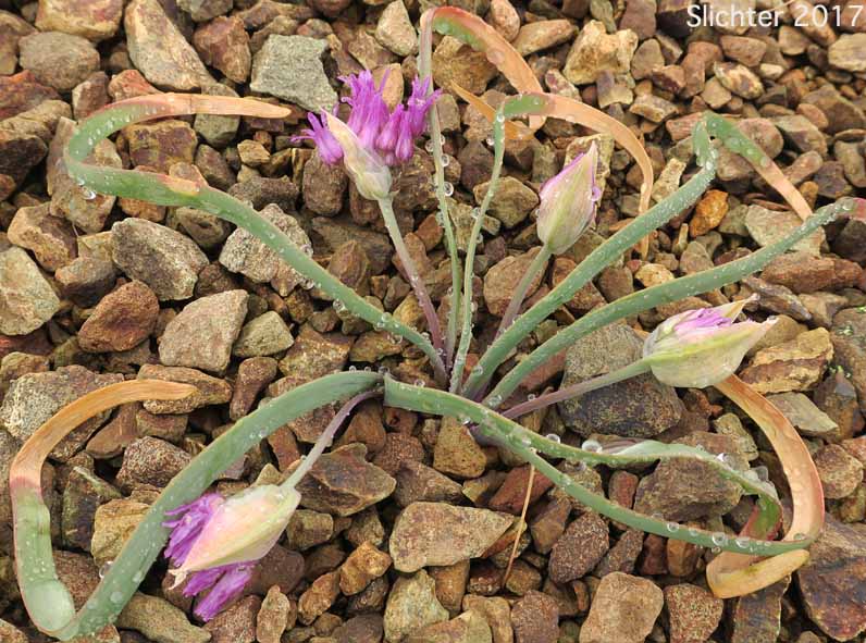 Sickle-leaved Onion: Allium falcifolium