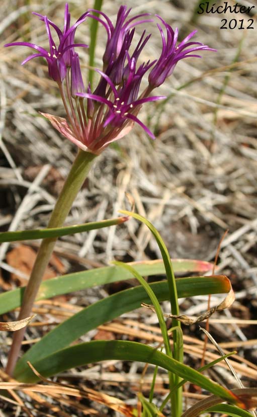 Sickle-leaved Onion: Allium falcifolium