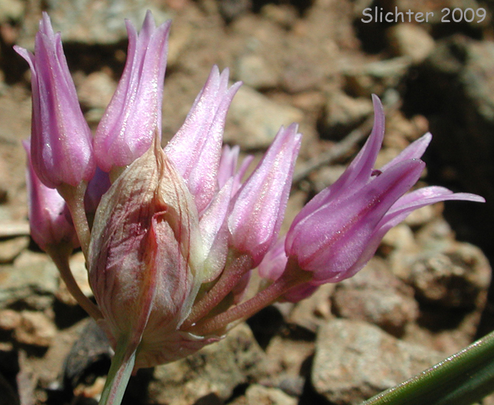 Sickle-leaved Onion: Allium falcifolium