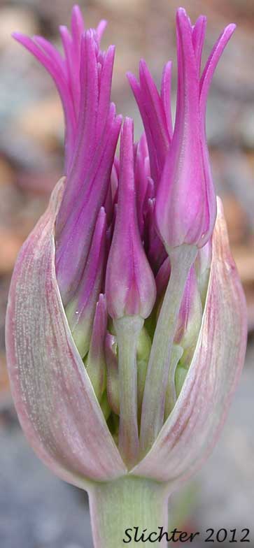 Sickle-leaved Onion: Allium falcifolium