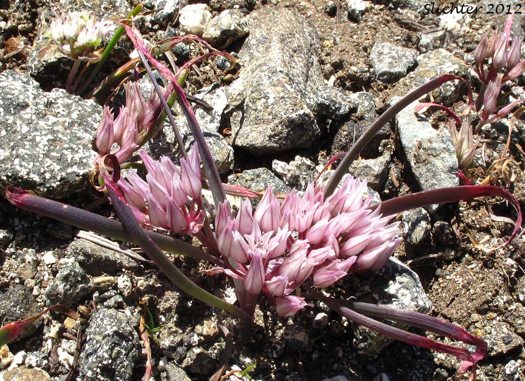 Small Onion: Allium parvum