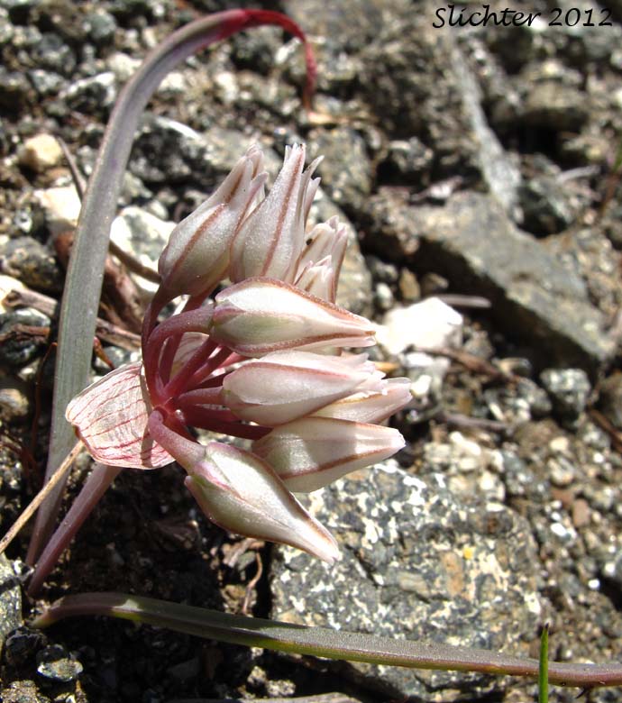 Small Onion: Allium parvum