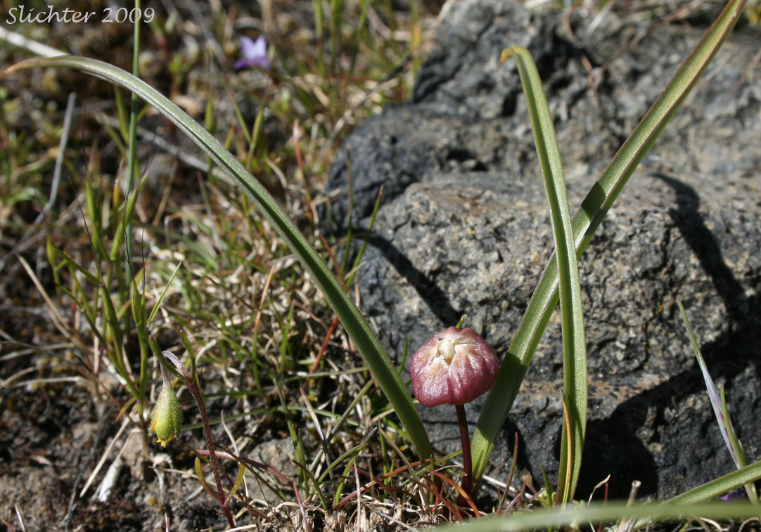 Small Onion: Allium parvum