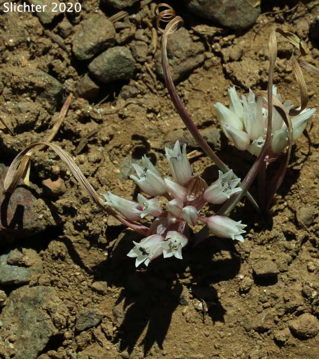 Siskiyou Onion: Allium siskiyouense
