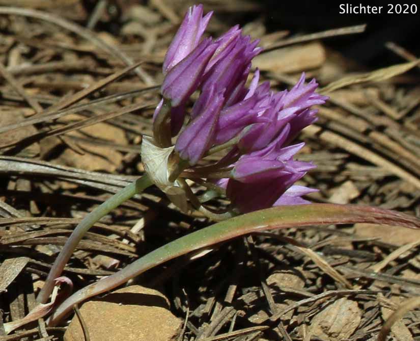 Siskiyou Onion: Allium siskiyouense