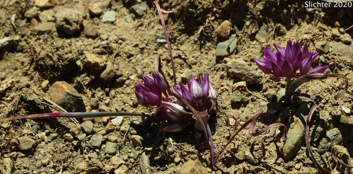 Siskiyou Onion: Allium siskiyouense