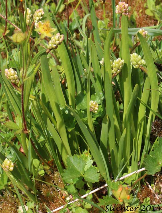 Glaucous Death Camas, Glaucous Zigadenus, Mountain Deathcamas, Mountain Death Camas: Anticlea elegans (Synonyms: Anticlea coloradensis, Zigadenus alpinus, Zigadenus elegans, Zigadenus elegans ssp. elegans)