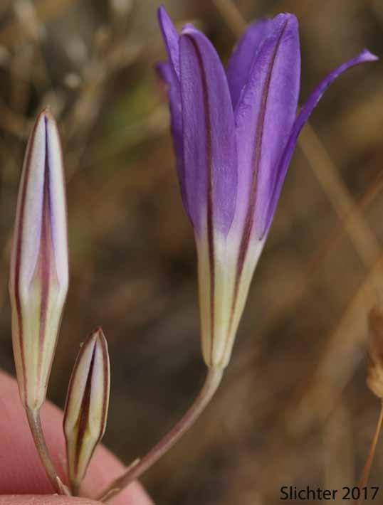Sideview of the corolla of Elegant Brodiaea, Harvest Brodiaea, Elegant Cluster-lily: Brodiaea elegans (Synonyms: Brodiaea elegans var. elegans, Brodiaea elegans ssp. elegans, Brodiaea elegans ssp. hooveri)
