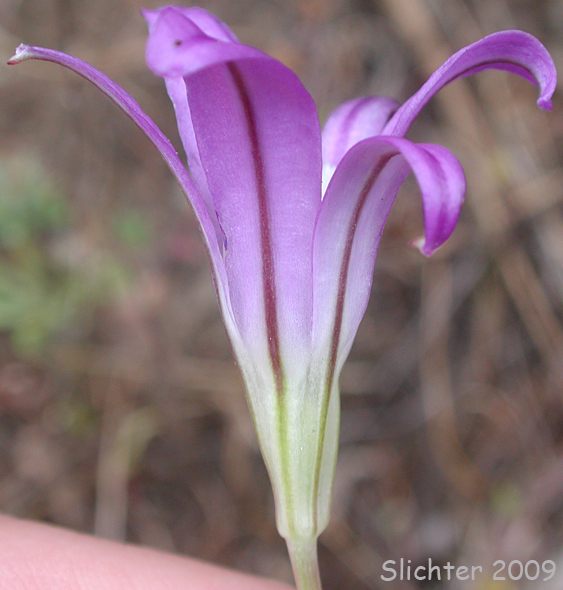 Elegant Brodiaea, Harvest Brodiaea, Elegant Cluster-lily: Brodiaea elegans (Synonyms: Brodiaea elegans var. elegans, Brodiaea elegans ssp. elegans, Brodiaea elegans ssp. hooveri)