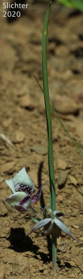 Cat's Ear Lily, Dwarf Cat's Ear, Dwarf Star Tulip: Calochortus elegans var. nanus (Synonyms: Calochortus coeruleus var. nanus, Calochortus elegans var. oreophilus, Calochortus nanus)