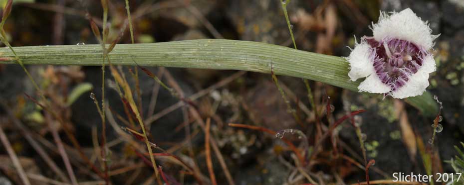 Cat's Ear Lily, Dwarf Cat's Ear, Dwarf Star Tulip: Calochortus elegans var. nanus (Synonyms: Calochortus coeruleus var. nanus, Calochortus elegans var. oreophilus, Calochortus nanus)