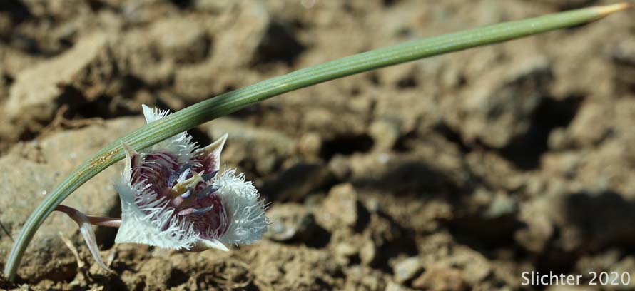 Cat's Ear Lily, Dwarf Cat's Ear, Dwarf Star Tulip: Calochortus elegans var. nanus (Synonyms: Calochortus coeruleus var. nanus, Calochortus elegans var. oreophilus, Calochortus nanus)