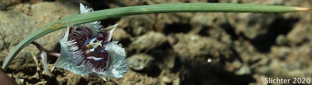 Cat's Ear Lily, Dwarf Cat's Ear, Dwarf Star Tulip: Calochortus elegans var. nanus (Synonyms: Calochortus coeruleus var. nanus, Calochortus elegans var. oreophilus, Calochortus nanus)