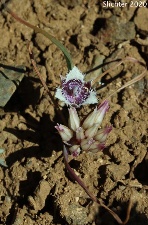 Cat's Ear Lily, Dwarf Cat's Ear, Dwarf Star Tulip: Calochortus elegans var. nanus (Synonyms: Calochortus coeruleus var. nanus, Calochortus elegans var. oreophilus, Calochortus nanus)
