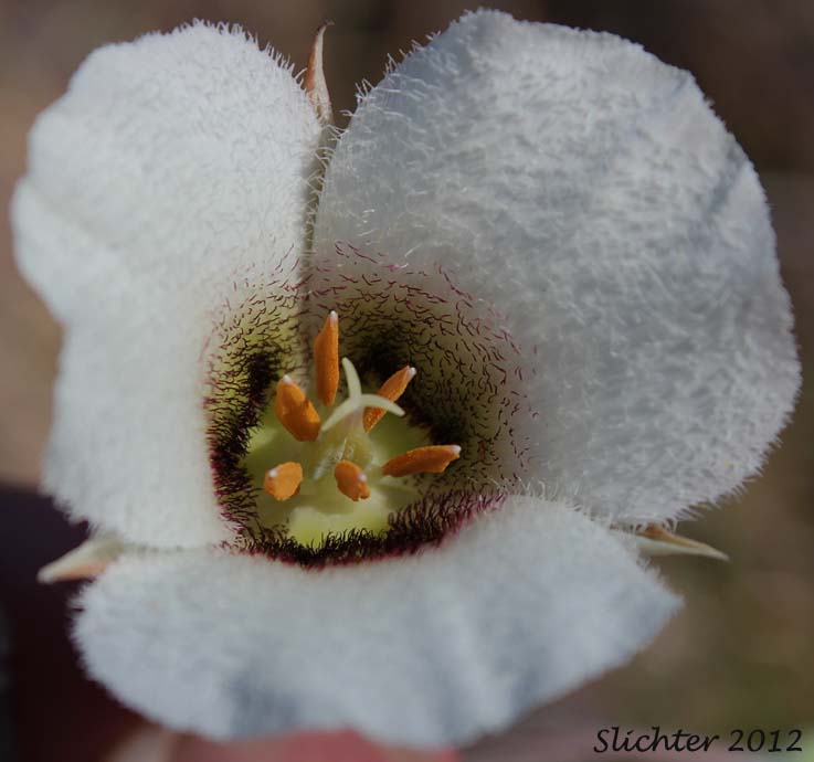 Howell's Mariposa: Calochortus howellii