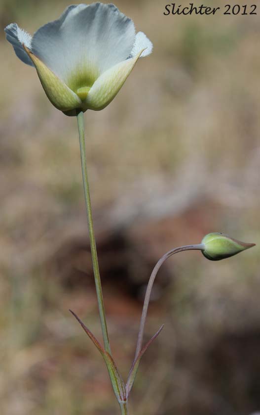 Inflorescence of Howell's Mariposa: Calochortus howellii